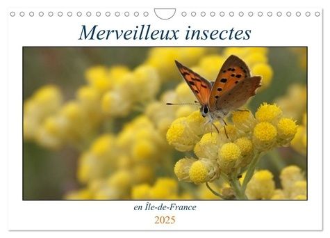 Emprunter Merveilleux insectes en Île-de-France (Calendrier mural 2025 DIN A4 vertical), CALVENDO calendrier m livre