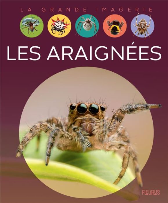 Emprunter Les araignées livre