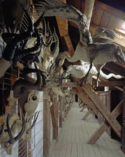 Emprunter Histoires naturelles. Les collections du Musée Zoologique de la Ville de Strasbourg livre