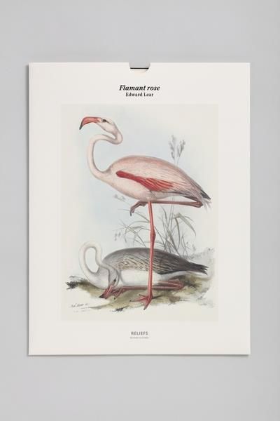 Emprunter Flamant rose livre