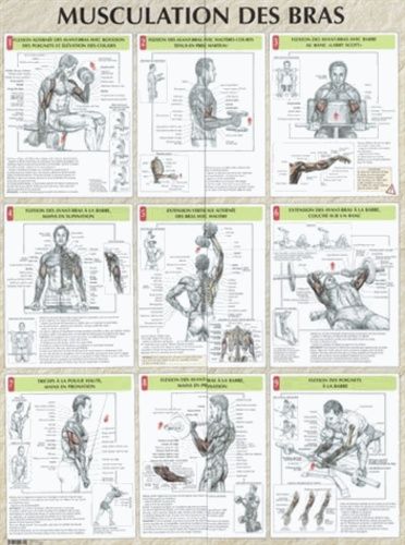 Emprunter Musculation des bras. Poster 80x60 cm livre