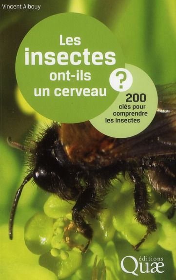 Emprunter LES INSECTES ONT-ILS UN CERVEAU. 200 CLES POUR COMPRENDRE  LES INSECTES livre