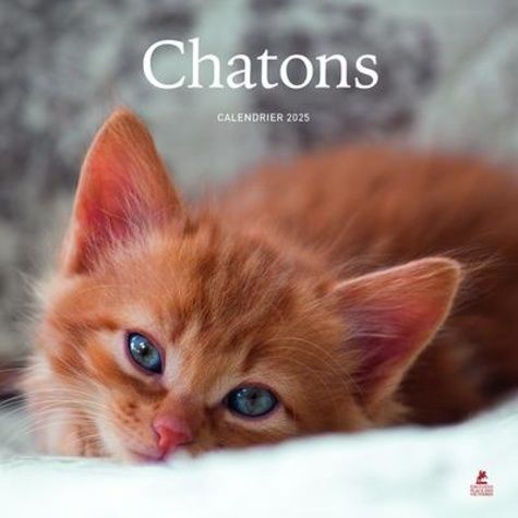 Emprunter Calendrier chatons. Edition 2025 livre