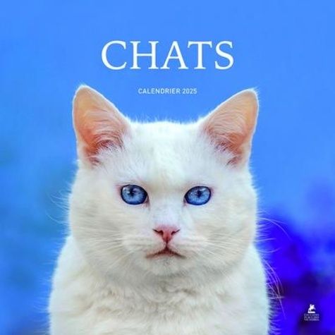 Emprunter Calendrier chats. Edition 2025 livre