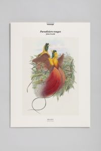 Paradisiers rouges. Une illustration imprimée sur un papier de création avec 1 livet autour de l'oeu - Gould John