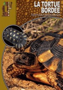 La tortue bordée. Testudo marginata - Herz Mario - Vedovotto Nathalie